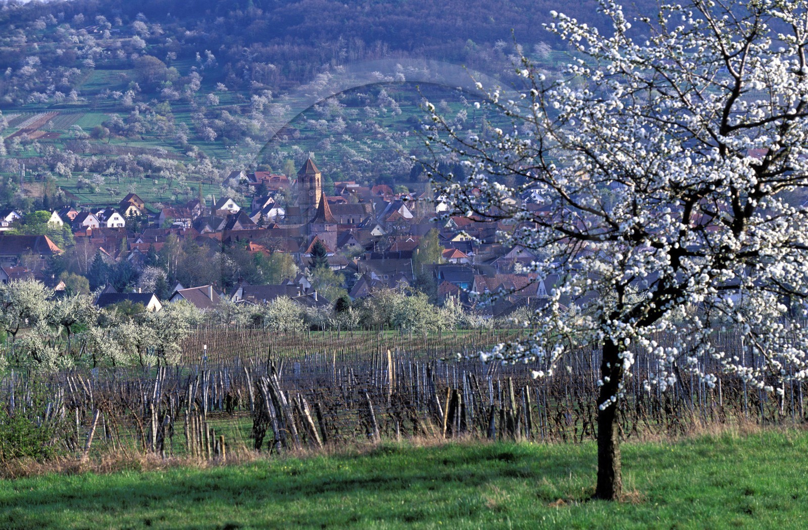 France, Bas-Rhin (67), Rosheim, la ville dans les vignes