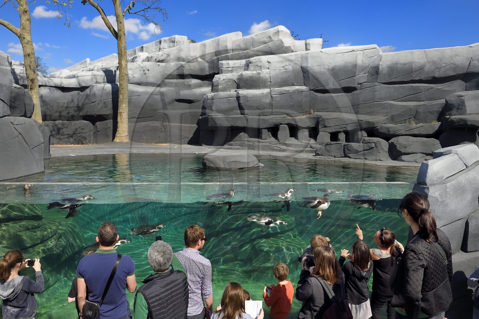 France, Paris, Paris Zoological Park (Zoo de Vincennes), Humboldt Penguin (Spheniscus humboldti) in the cold coastal environment reconstituted by riprap surrounding the basin, Patagonia biozone