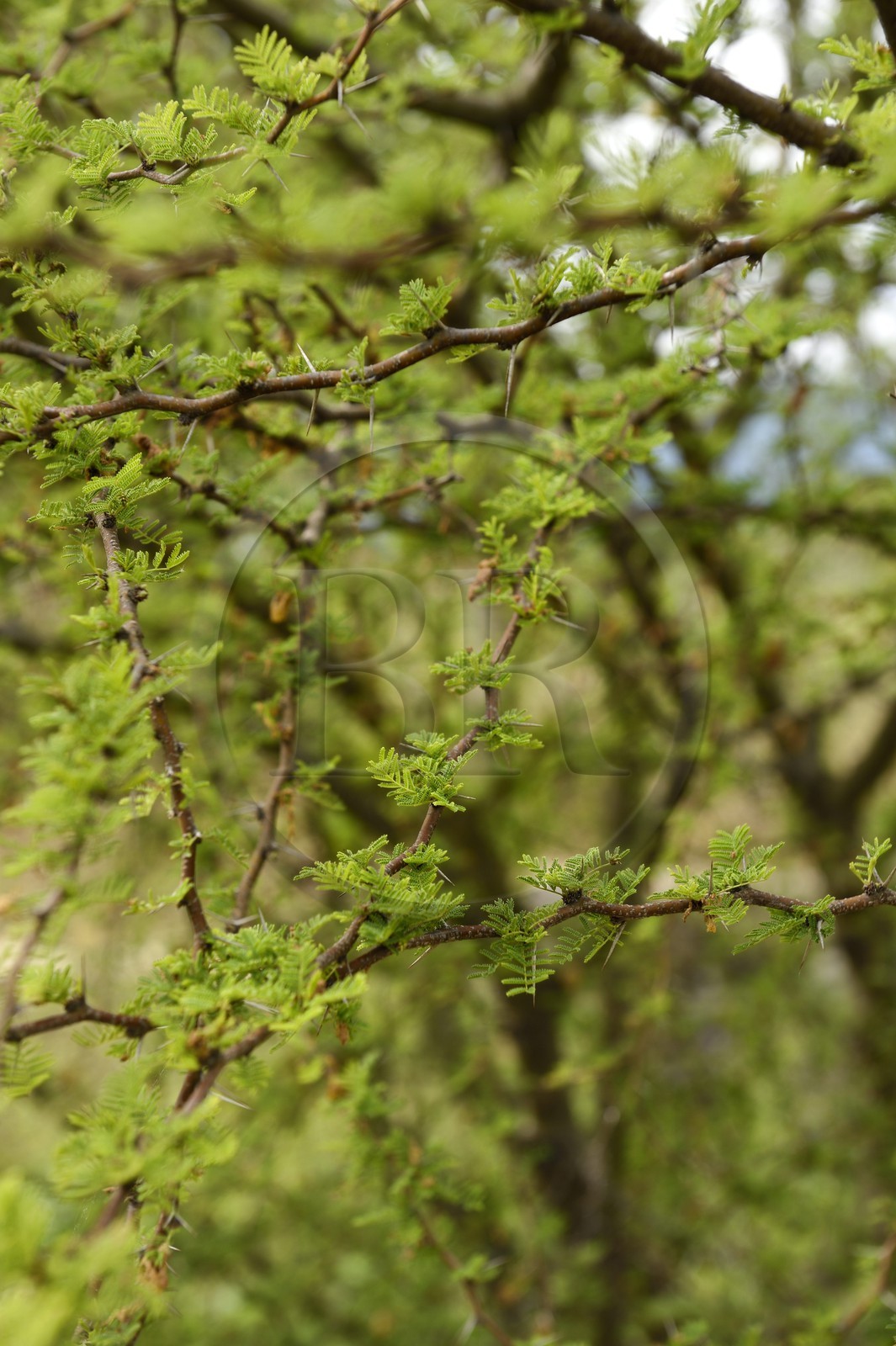France, Alpes-Maritimes (06), Mouans-Sartoux non loin de Grasse, Jardins du Musée International de la Parfumerie, Acacia farnesiana