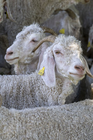 France, Drôme (26), parc naturel régional des Baronnies provençales, Saint-Sauveur-Gouvernet, ferme Mohair du Moulin dans la vallée de l’Ennuye, élevage de chèvres angora