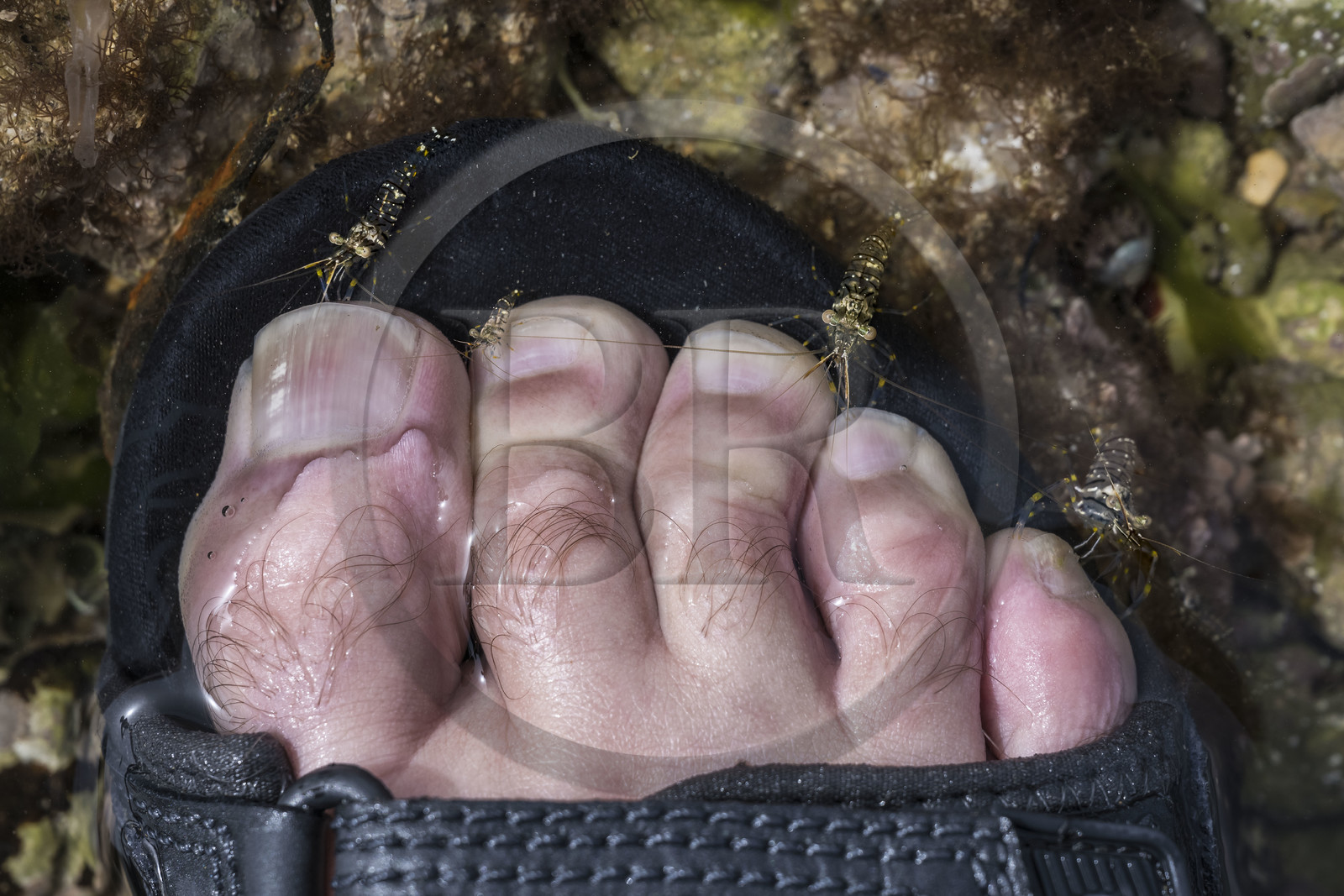 France, Charente-Maritime (17), Ile d'Oléron, Saint-Georges-d'Oléron, sur l’estran de la plage des Sables Vignier à marée basse, crevette bouquet (Palaemon serratus)