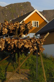 Norvège, Nordland, Iles Lofoten, Ile de Moskenes, maison de pêcheur à Reine, têtes de morues séchant au soleil de minuit