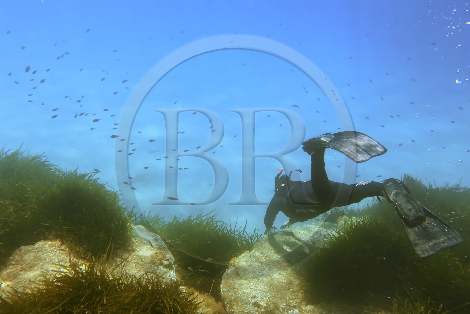 France, Var (83), Rayol-Canadel-sur-Mer, Domaine du Rayol, le jardin des Méditerranées, propriété du conservatoire du littoral mention obligatoire, le sentier marin, plongée en apnée dans l’herbier de posidonie