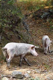France, Corse-du-Sud (2A), Vallée du Prunelli, Bastelica, cochon Duroc laissés en liberté