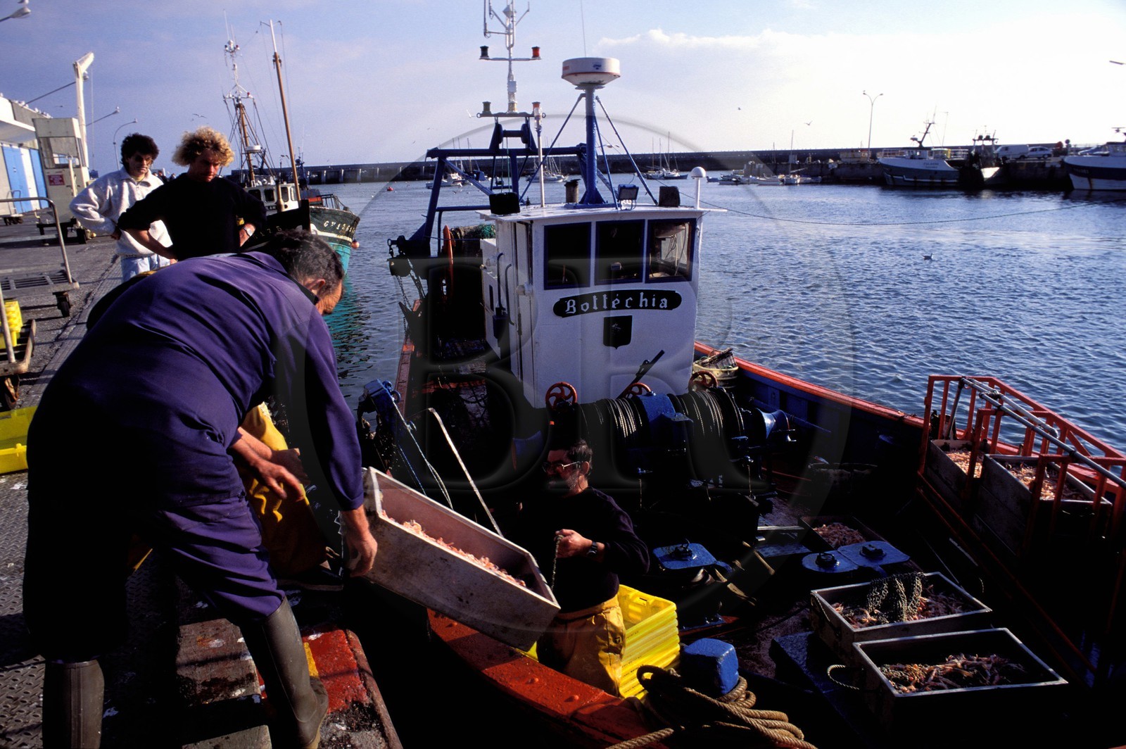 France, Finistère (29), déchargement du poisson au port de Lesconil