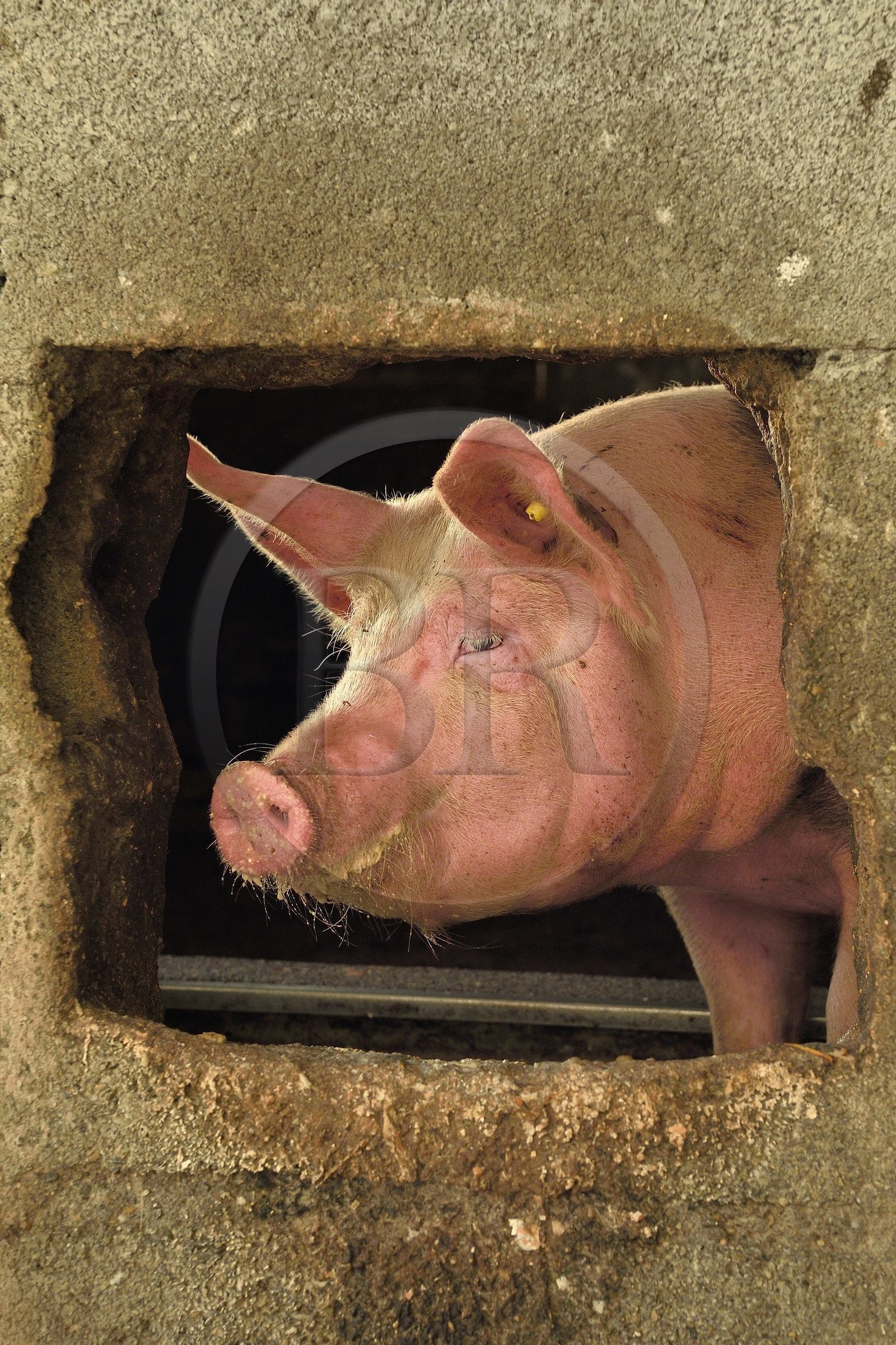 France, Haut-Rhin (68), Wasserbourg, Ferme-auberge Buchwald, cochon
