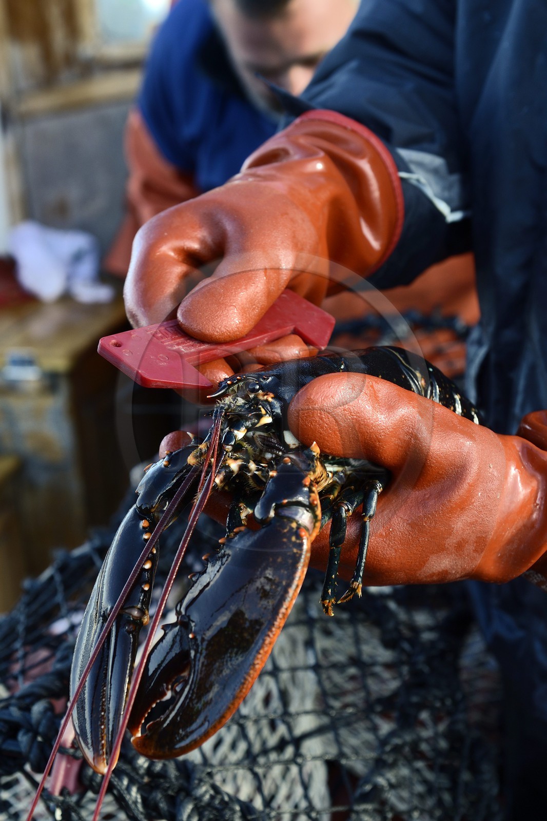 Sweden, Västra Götaland, Koster Islands, out to sea to retrieve lobster traps, calibration verification