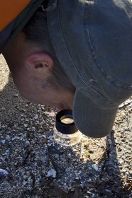 Suède, Västra Götaland, Iles Koster, plage de sable de Sydkoster, observation des débris de coquillages à la loupe