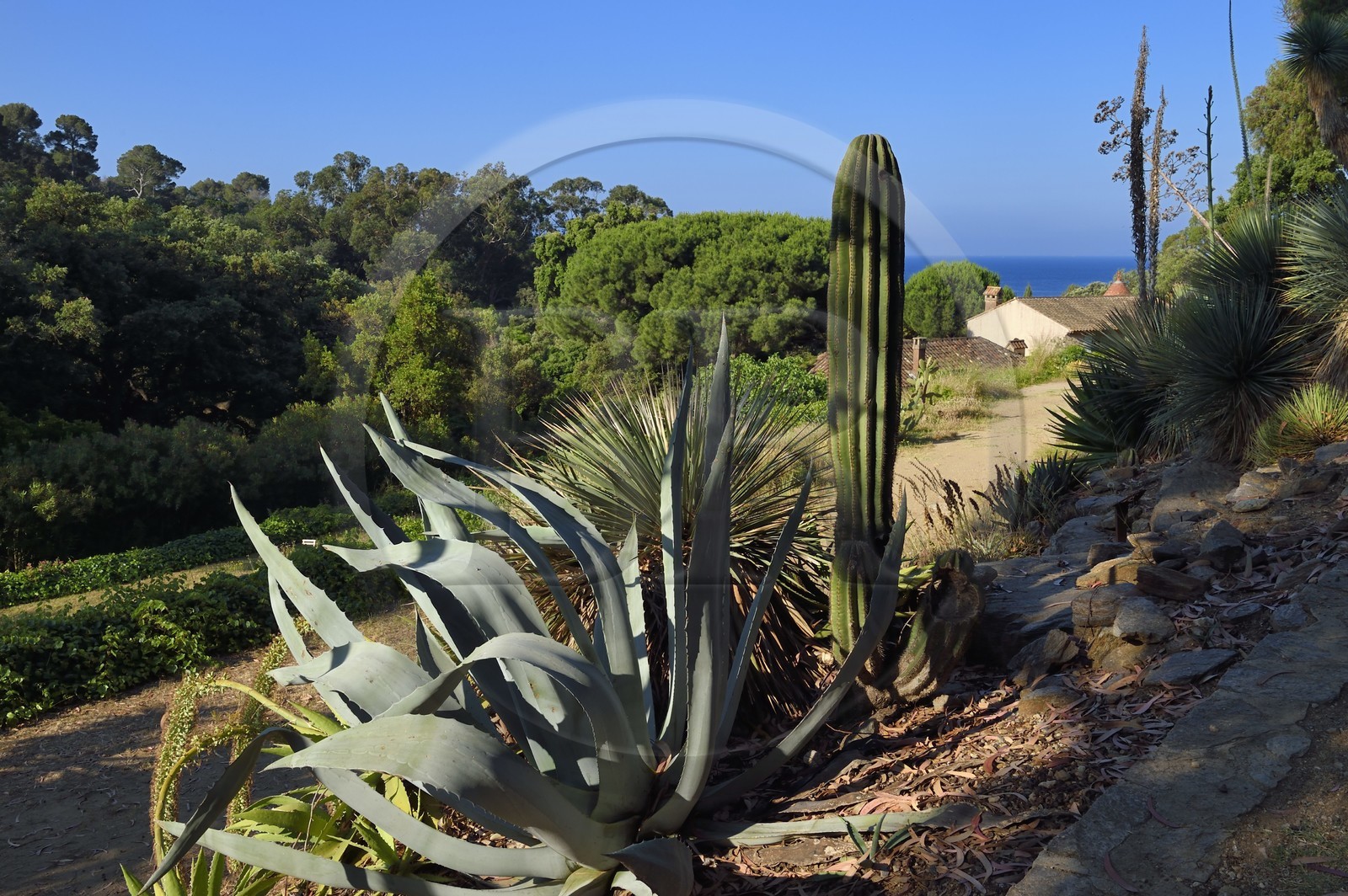 France, Var (83), Rayol-Canadel-sur-Mer, Domaine du Rayol, propriété du conservatoire du littoral mention obligatoire, le jardin des Méditerranées conçu par le paysagiste Gilles Clément, le Jardin d'Amérique aride
