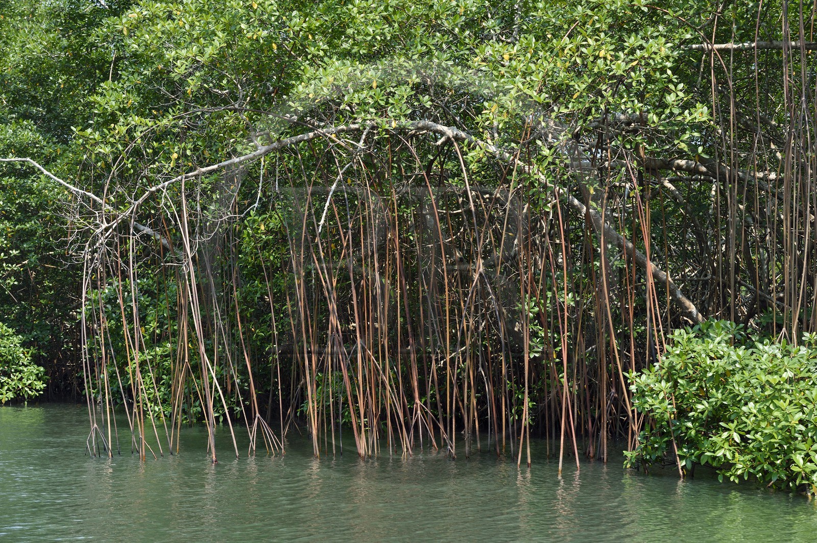 Gabon, province de l'Estuaire, Parc National Akanda, palétuviers dans la mangrove