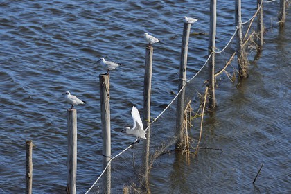 France, Haute Corse, the pond of Biguglia (Stagnu di Chiurlinu), nature reserve of Corsica (RNC), little egret (Egretta garzetta) and seagulls perched on alder stakes