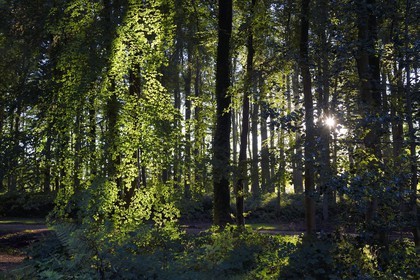 France, Seine-Maritime (76), Pays de Caux, Tourville-sur-Arques, château de Miromesnil, lieu de naissance de l'écrivain Guy de Maupassant, la forêt du domaine