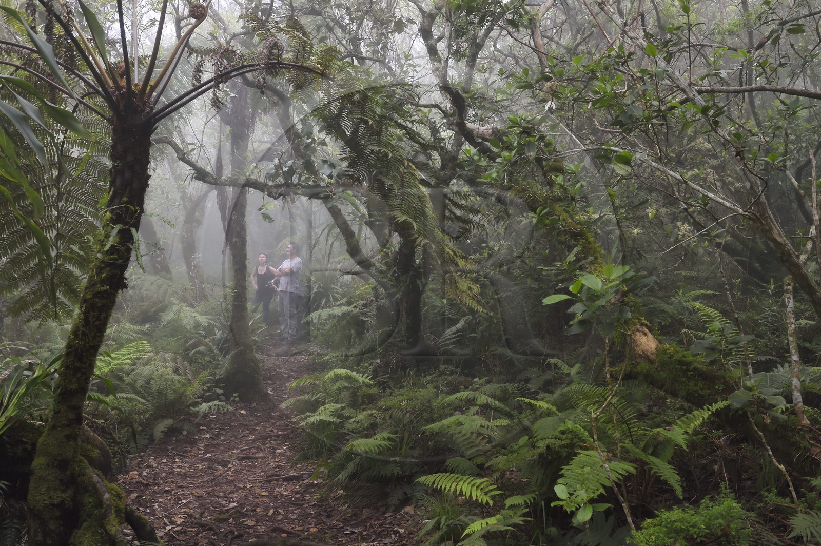 France, Reunion island (French overseas department), Le Tampon, Forest of Our Lady of Peace along the Riviere des Remparts on the slopes of the Piton de la Fournaise volcano