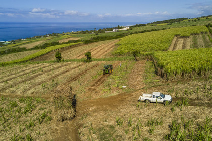France, Reunion island (French overseas department), Petite-Ile, cutting and harvesting sugar cane (aerial view)