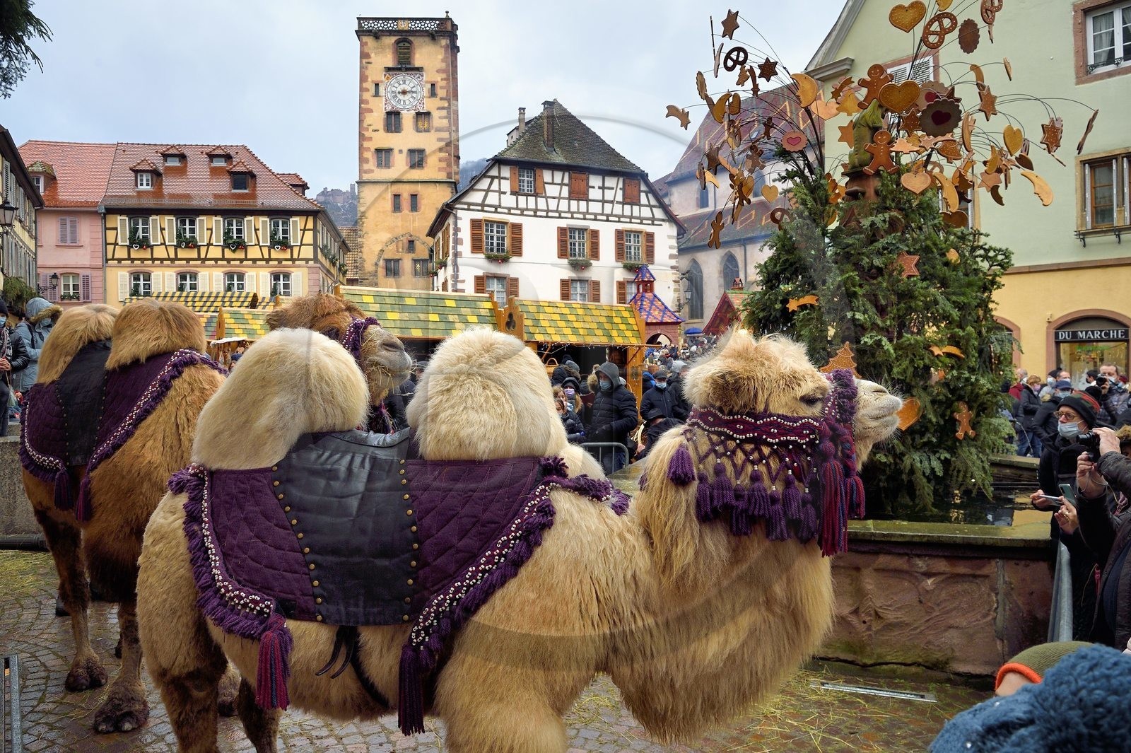 France, Haut-Rhin (68), Ribeauvillé, le marché de Noël médiéval, deux dromadaires des Rois mages sur la place devant la Tour des Bouchers