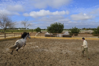 Spain, Andalusia, Seville Province, Utrera, the Ayala stud farm (Yeguada Ayala), training of an Andalusian horse also known as the Pure Spanish Horse or PRE (Pura Raza Espanola)