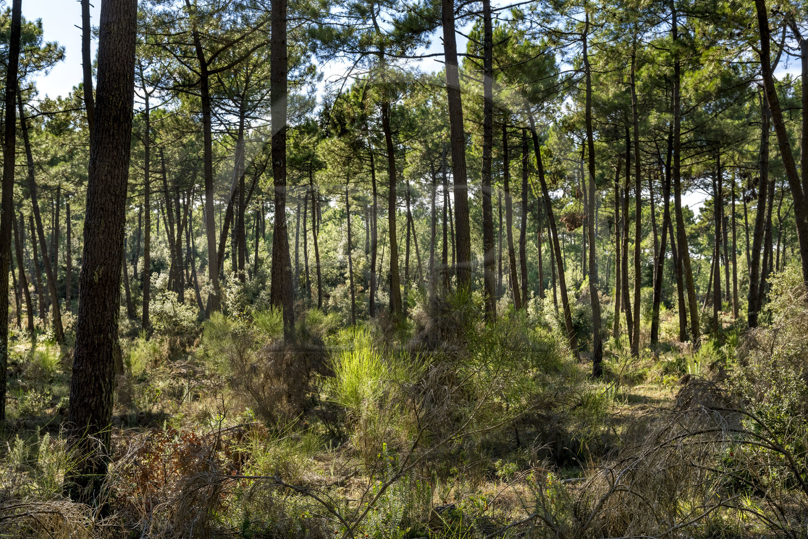 France, Charente-Maritime (17), Royan, La Tremblade, forêt domaniale de la Coubre et des Combots d’Ansoine, forêt de pins et de chênes verts