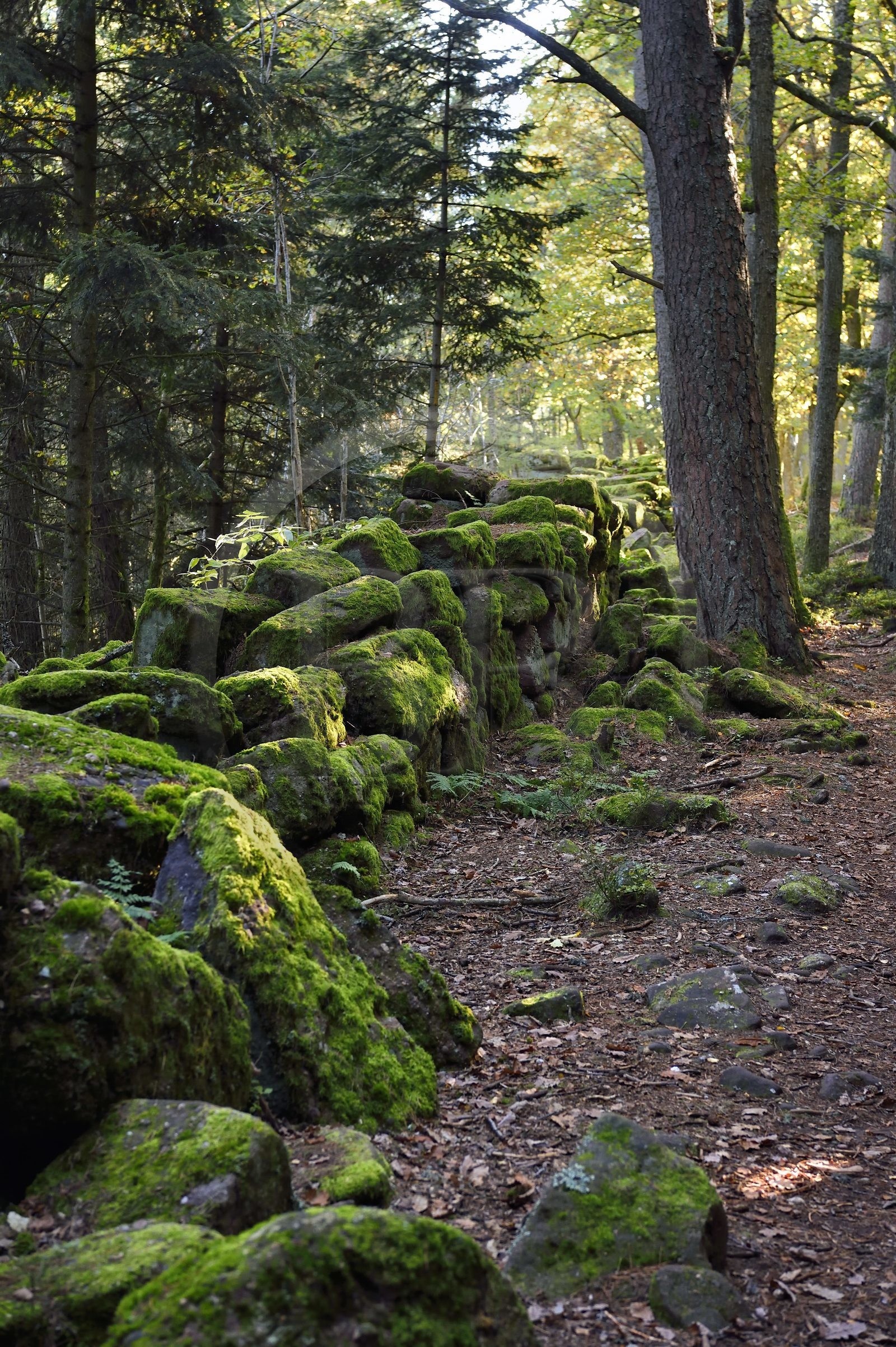 France, Bas Rhin, Mont Saint Odile, the Pagan Wall, vestige of a wall probably from the Merovingian period with a total length of eleven kilometers