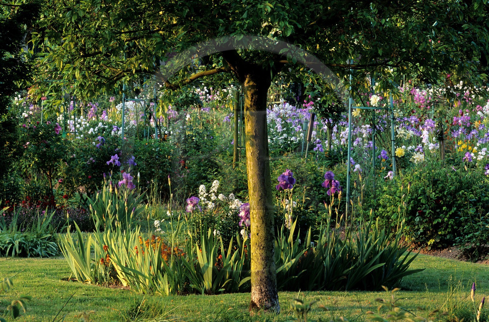 France, Eure, Giverny, Claude Monet Foundation garden