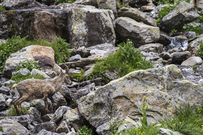 France, Alpes-Maritimes (06), parc national du Mercantour, Haute-Vésubie, Saint-Martin-Vésubie, Val du Haut Boréon, bouquetin des Alpes (Capra ibex) femelle appelée étagne vers le lac de Trécolpas