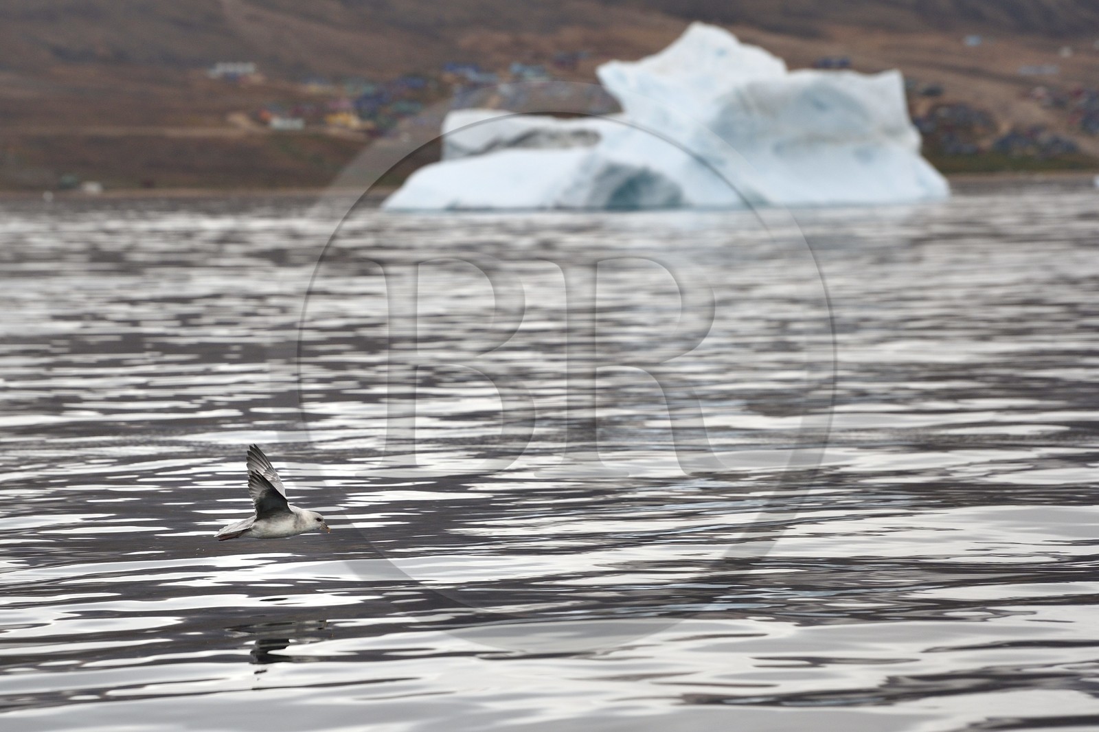Groenland, cote Nord-Ouest, mer de Baffin, Fulmar boréal (Fulmarus glacialis)