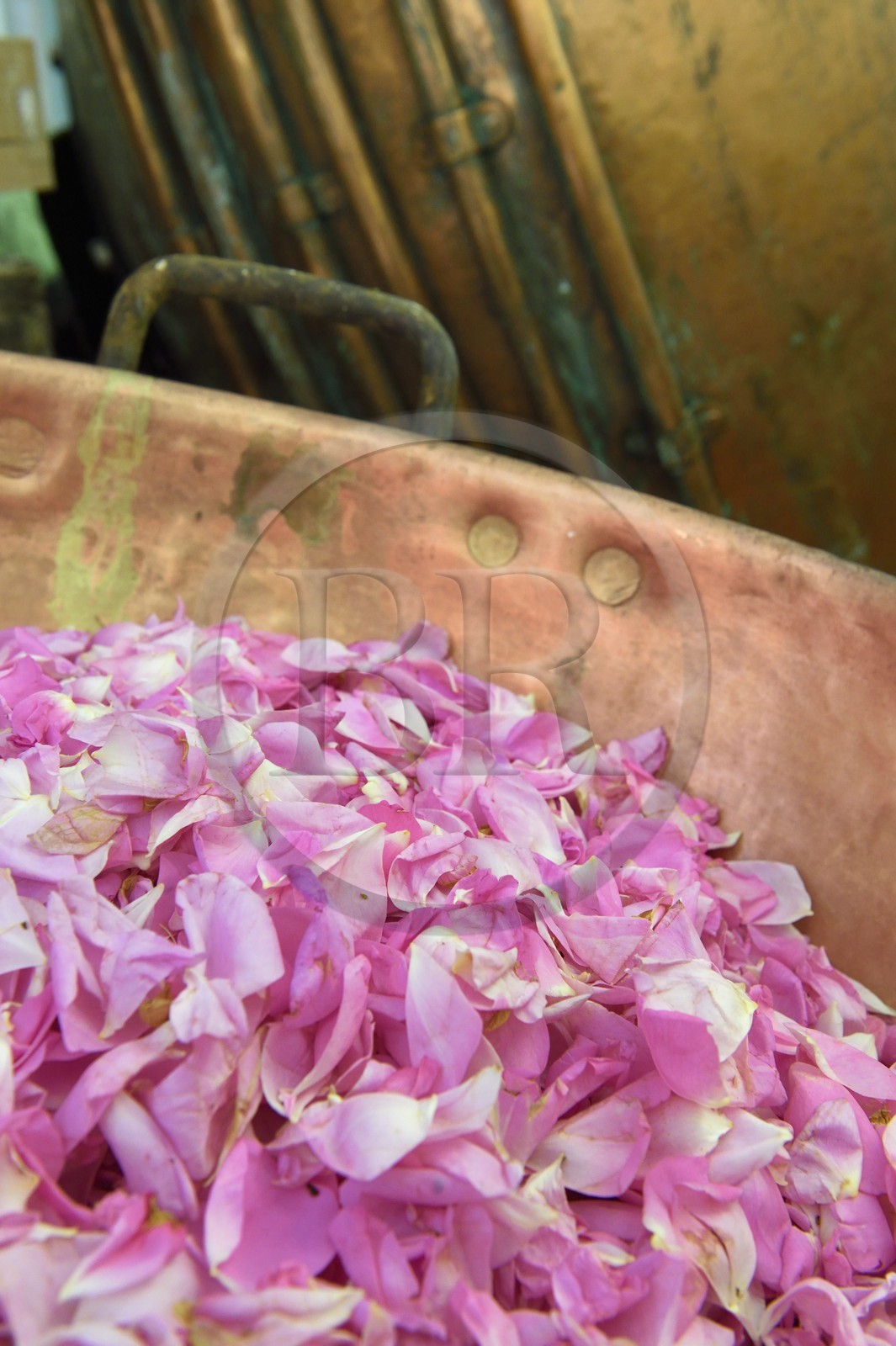 France, Alpes-Maritimes (06), Pont du Loup à Tourrettes-sur-Loup, Confiserie Florian, pétales de roses