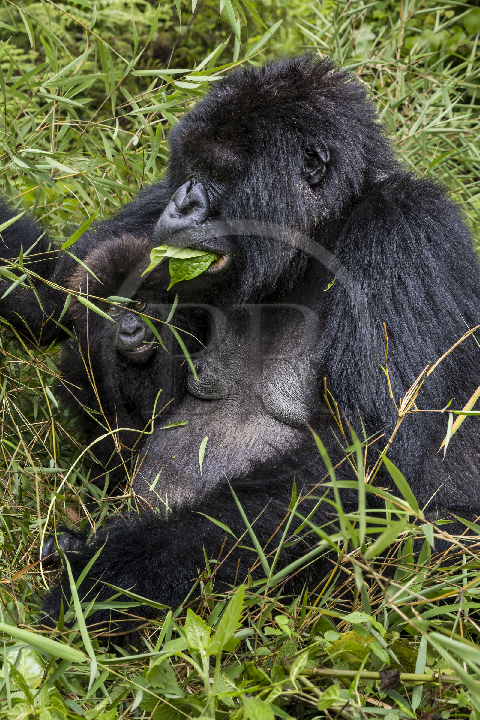 Rwanda, North Province, Volcanoes National Park in the chain of the Virunga Mountains, Mount Karisimbi, mountain gorillas (Gorilla beringei beringei) of the Susa group, mother with her 6 month old infant