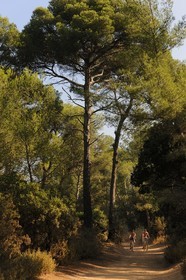France, Var (83), Iles d'Hyères, parc national de Port-Cros, île de Porquerolles,