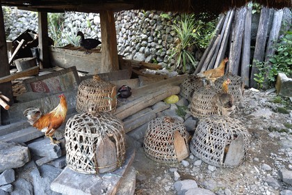 Philippines, province d'Ifugao, village de Batad, poules et canards sous le grenier
