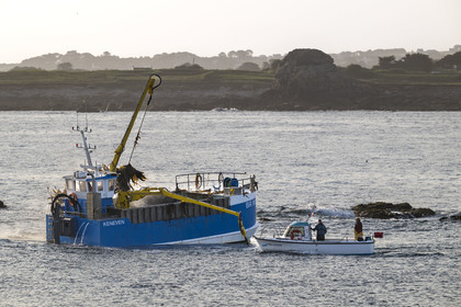 France, Finistère (29), Pays des Abers, Ile Vierge dans l'archipel de Lilia, bateau goémonier utilisant un de ses deux bras mécaniques articulés se terminant par un scoubidou pour récolter des algues marines le goémon