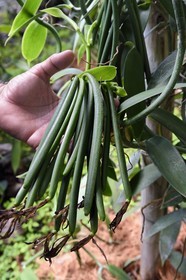 France, Ile de la Reunion, Saint-Louis, Domaine de Bellevue, producteur de vanille Planifolia biologique issues d'orchidées cultivées sous des panneaux photovoltaïques, gousses de vanille fécondées il y a 4 mois