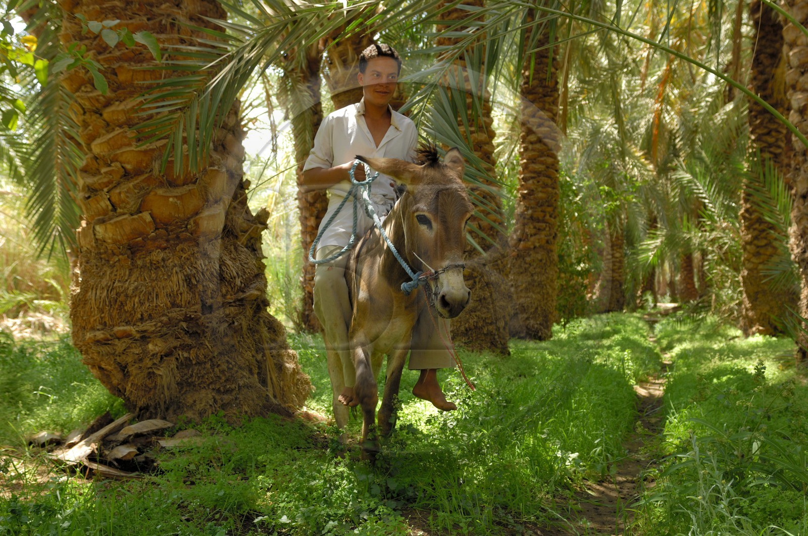 Egypte, Basse-Egypte, désert libyque, oasis de Bahariya (Bahareyya), la palmeraie, paysan sur son ane vérifiant l' état de ses palmiers dattiers