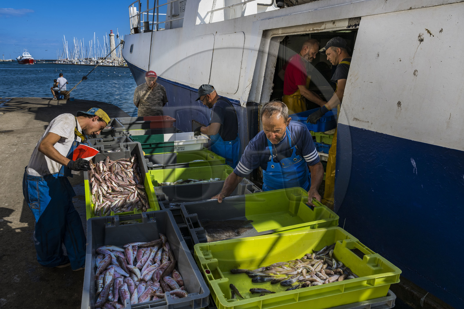 France, Herault, Sete, Fishing port, return of the trawlers to the quay and unloading of the catch