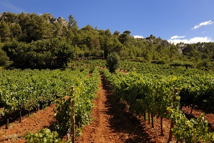 France, Herault, Orb valley, vineyards of Saint-Chinian