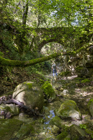 France, Vaucluse, Dentelles de Montmirail mountains, Sablet, the Trignon river overlooked by the old bridge of the ruined 7th century abbey of nuns in the Prébayon valley