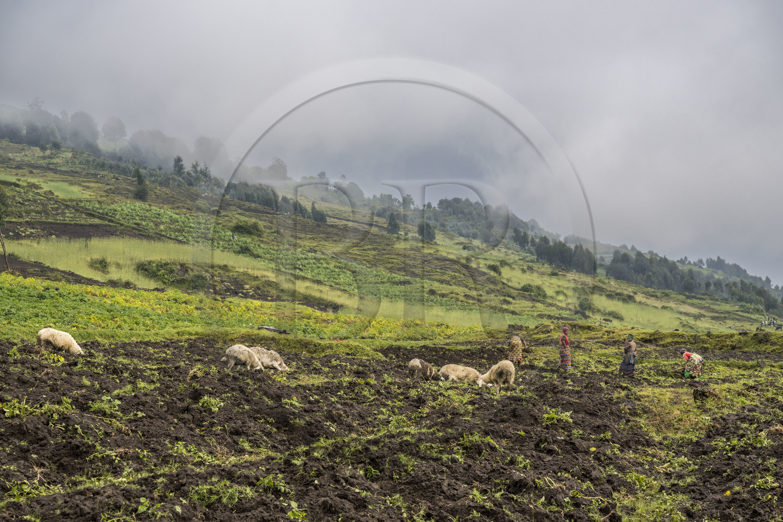 Rwanda, Province du Nord, District de Musanze (Ruhengeri), culture des champs sur les pentes volcaniques du mont Karisimbi dans les montagnes des Virunga en bordure du Parc national des Volcans (en arrière plan) où vivent les gorilles