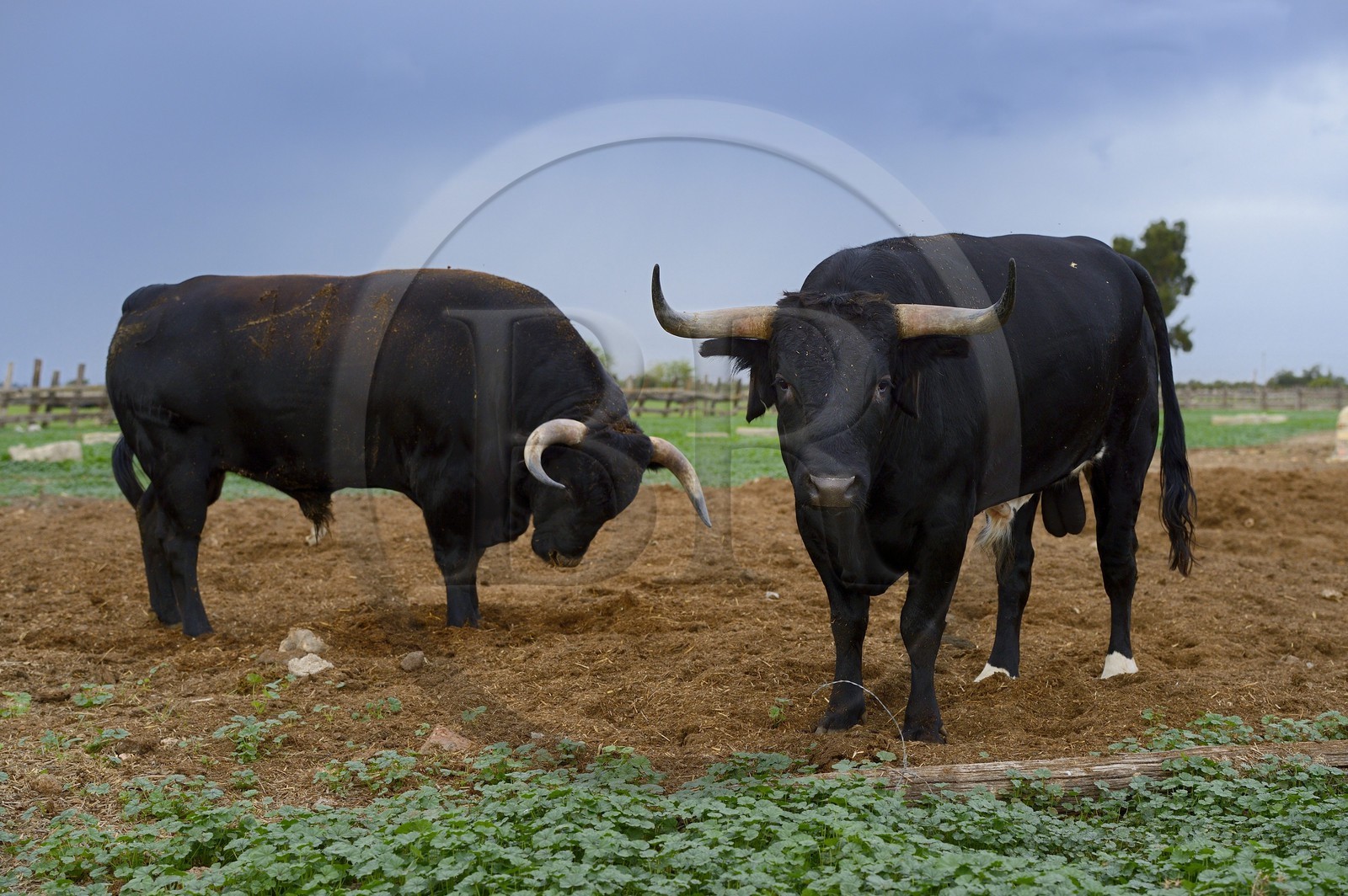 Espagne, Andalousie, province de Séville, Utrera, domaine El Toruno, élevage de taureaux de combat