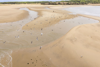 France, Vendée (85), Talmont-Saint-Hilaire, la Pointe du Payré, promeneurs et mouettes sur la plage du Veillon et estuaire de la rivière Payré (vue aérienne)