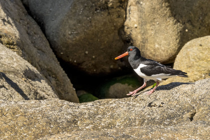 France, Finistère (29), Pays des Abers, Ile Vierge dans l'archipel de Lilia, huitrier pie (Haematopus ostralegus)