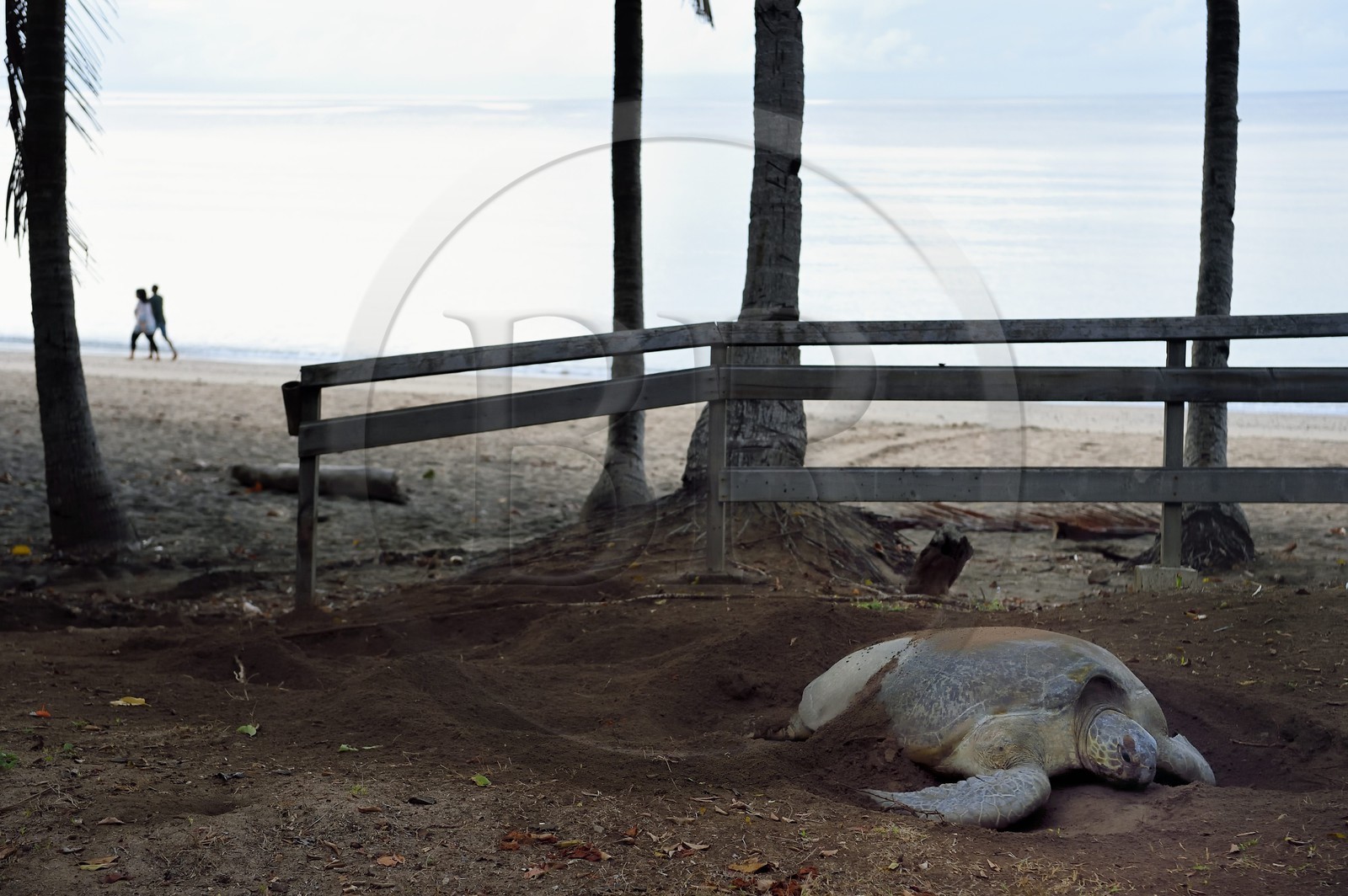 France, Mayotte island (French overseas department), Grande-Terre, Kani-Keli, N’Gouja beach, the Maore Garden, green sea turtle (Chelonia mydas) covering eggs with sand after laying eggs