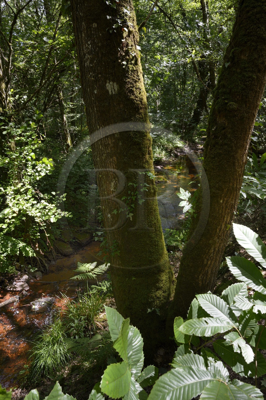 France, Ille-et-Vilaine (35),  forêt de Brocéliande, la vallée de l'Aff