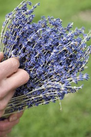 France, Alpes-de-Haute-Provence (04), La Mure-Argens, lavande