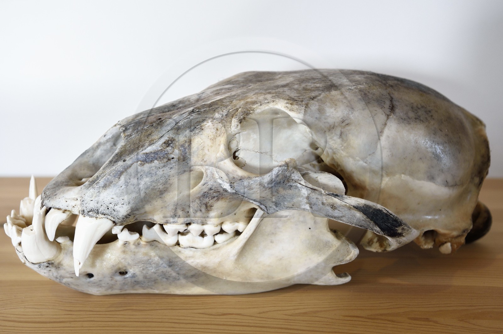 Groenland, cote ouest, baie de Baffin, Upernavik, le musée, crane d'ours