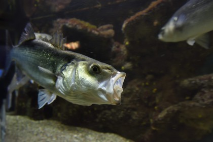 France, Var (83), Ile des Embiez, l'institut océanographique Paul Ricard, daurade royale (Sparus aurata)