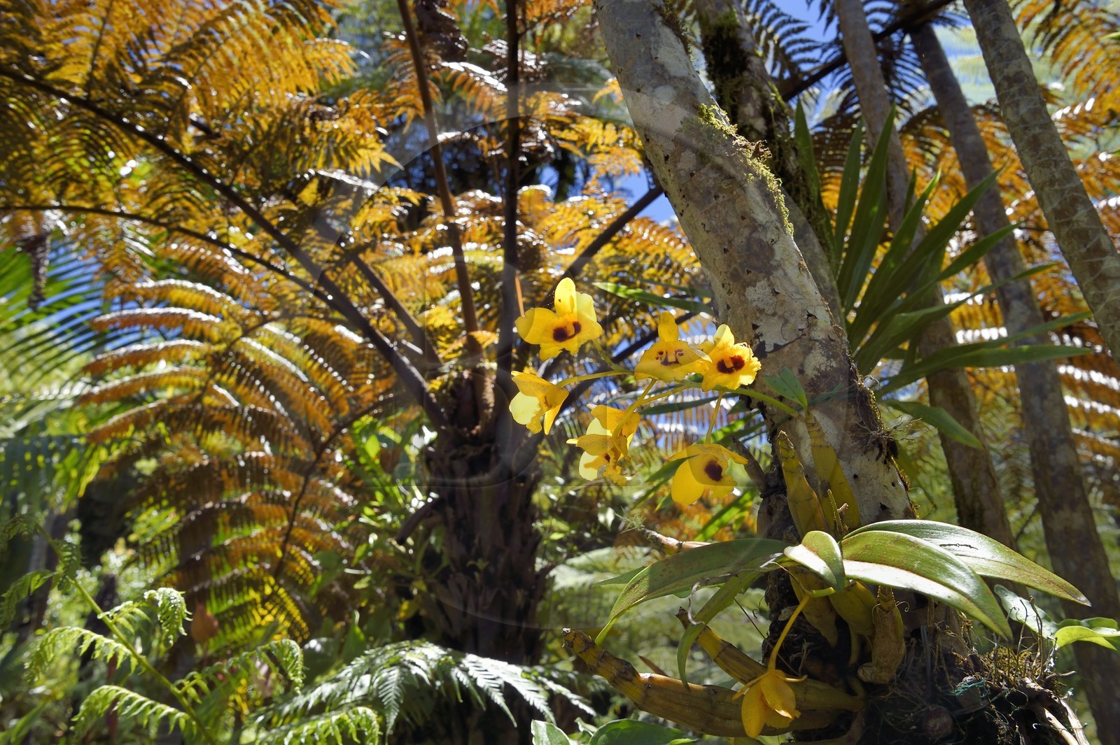 France, Ile de la Reunion, Cirque de Salazie, classé Patrimoine Mondial de l'UNESCO, Hell-Bourg, labellisé les Plus Beaux Villages de France, les luxuriant jardins de la Villa ou Maison Folio, dendrobium nobile aussi appelée orchidée bambou