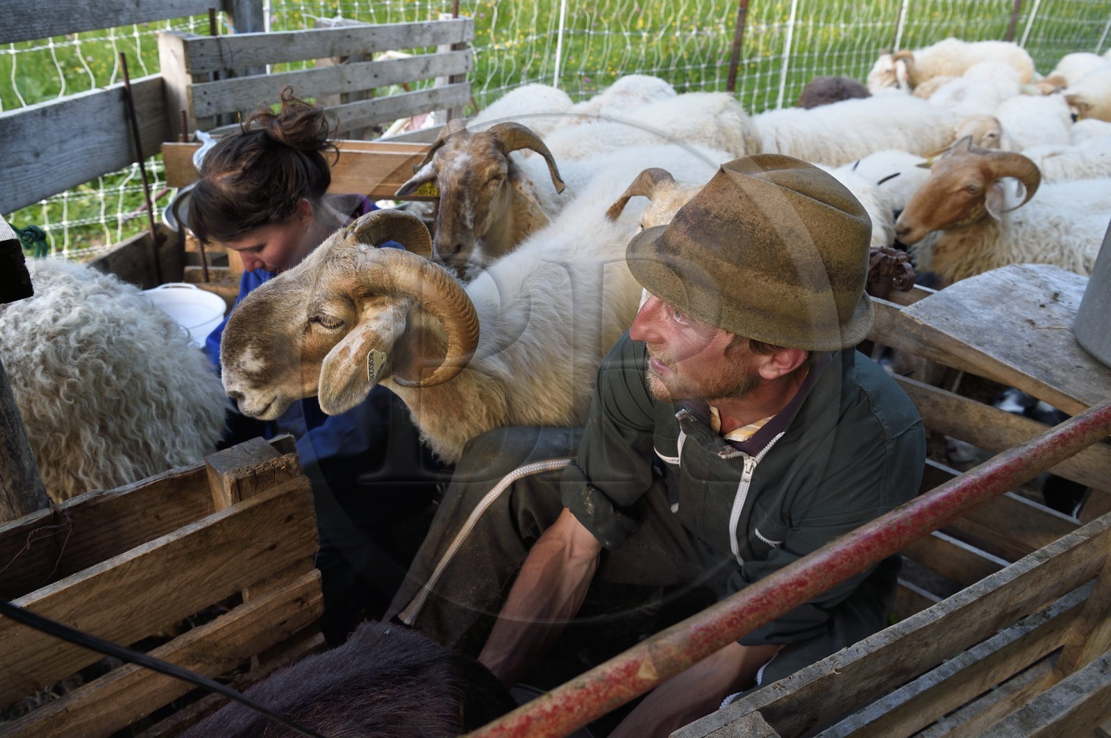 France, Alpes-Maritimes (06), vallée de la Roya (arrière-pays niçois), au pied du parc national du Mercantour, Tende, Casterino dans la vallée de la Casterine, traite à la main des brebis dans les pâtures par le berger Georges Giordano