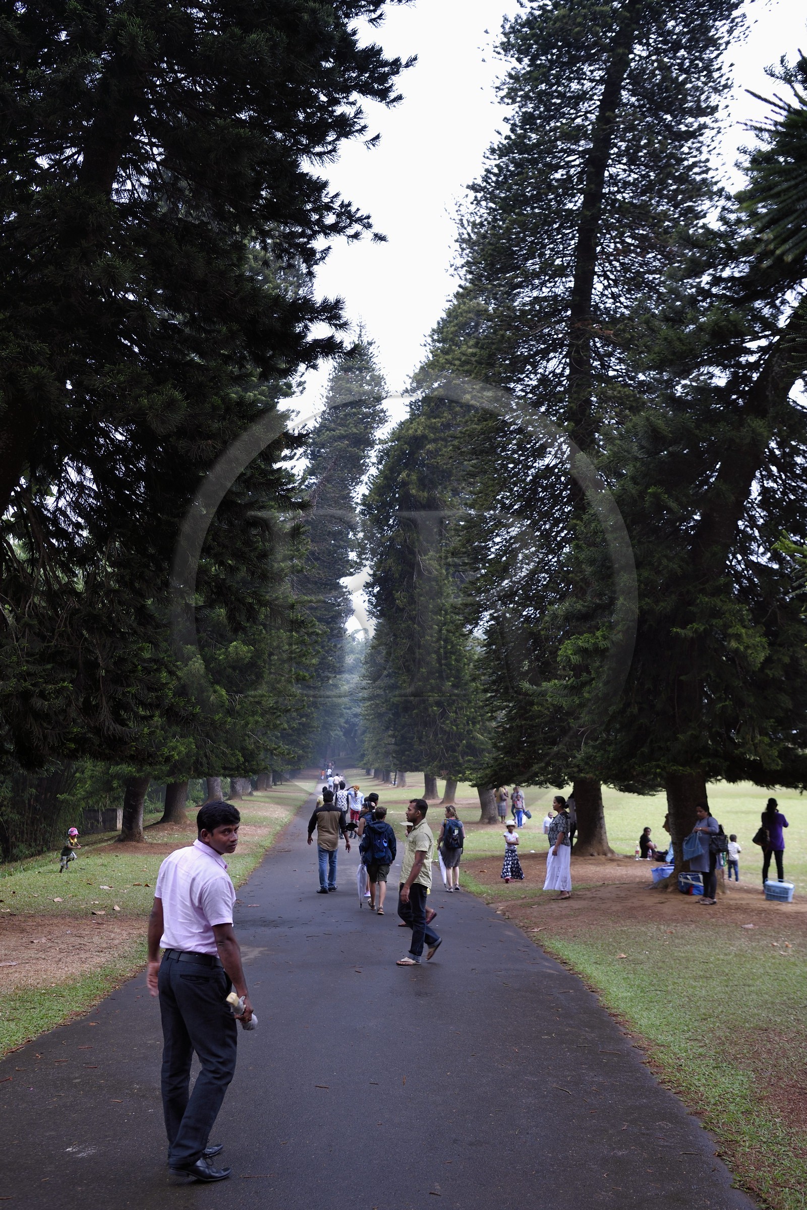 Sri Lanka, province du centre, Kandy, jardin botanique de Peradeniya, pins colonnaires (Araucaria columnaris)