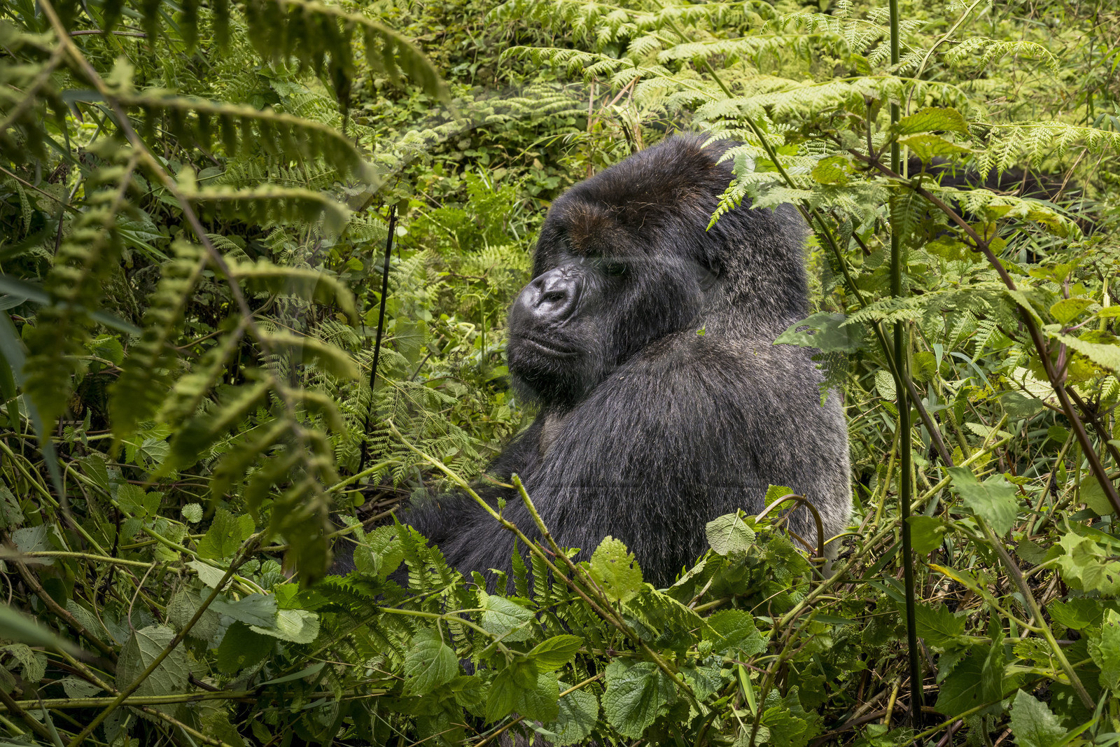 Rwanda, Province du Nord, Parc National des Volcans dans la chaine des Monts Virunga, mont Karisimbi, gorille des montagnes (Gorilla beringei beringei) du groupe Susa, male appelé dos argenté (silverback)