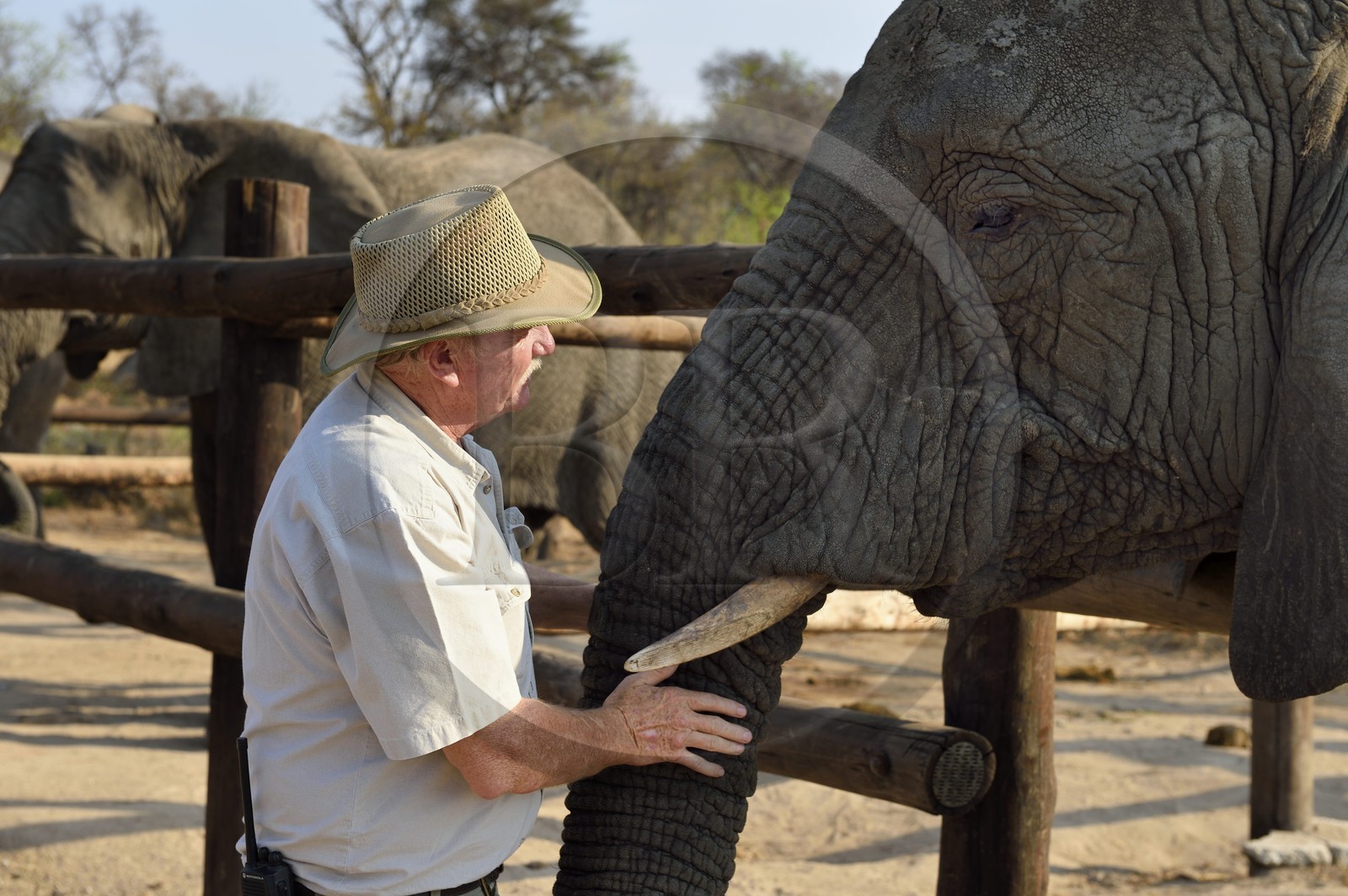 Zimbabwe, province des Midlands, Gweru, Antelope Park qui abrite ALERT (African Lion and Environmental Research Trust), le managing director Gary Jones avec un éléphant d'Afrique (Loxodonta africana)