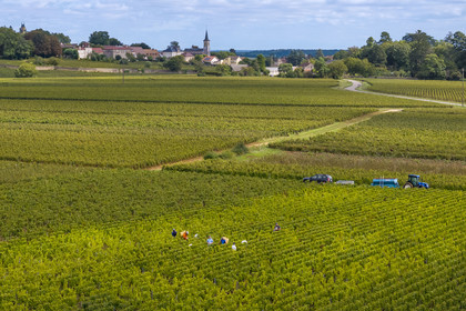 France, Cote d'Or, Climats terroirs of Burgundy listed as World Heritage by UNESCO, Route des Grands Crus, Cote de Beaune vineyard, Pernand-Vergelesses, grape harvest in the vineyards, the village of Aloxe-Corton in the background (aerial view)